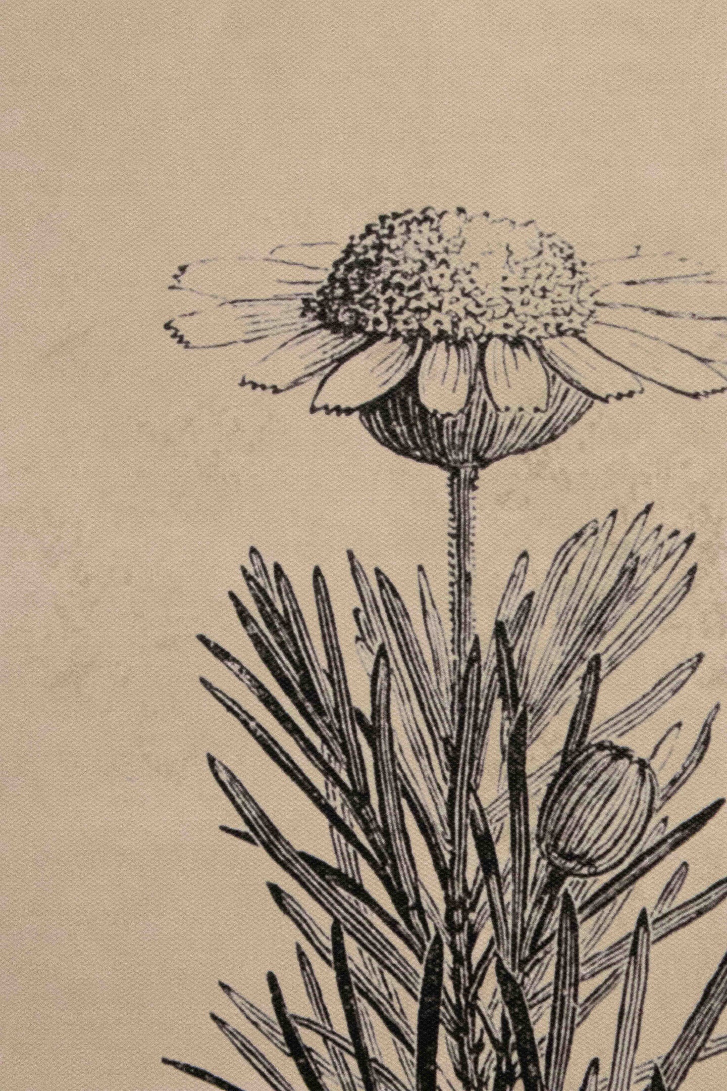 Botanical Flower Picture