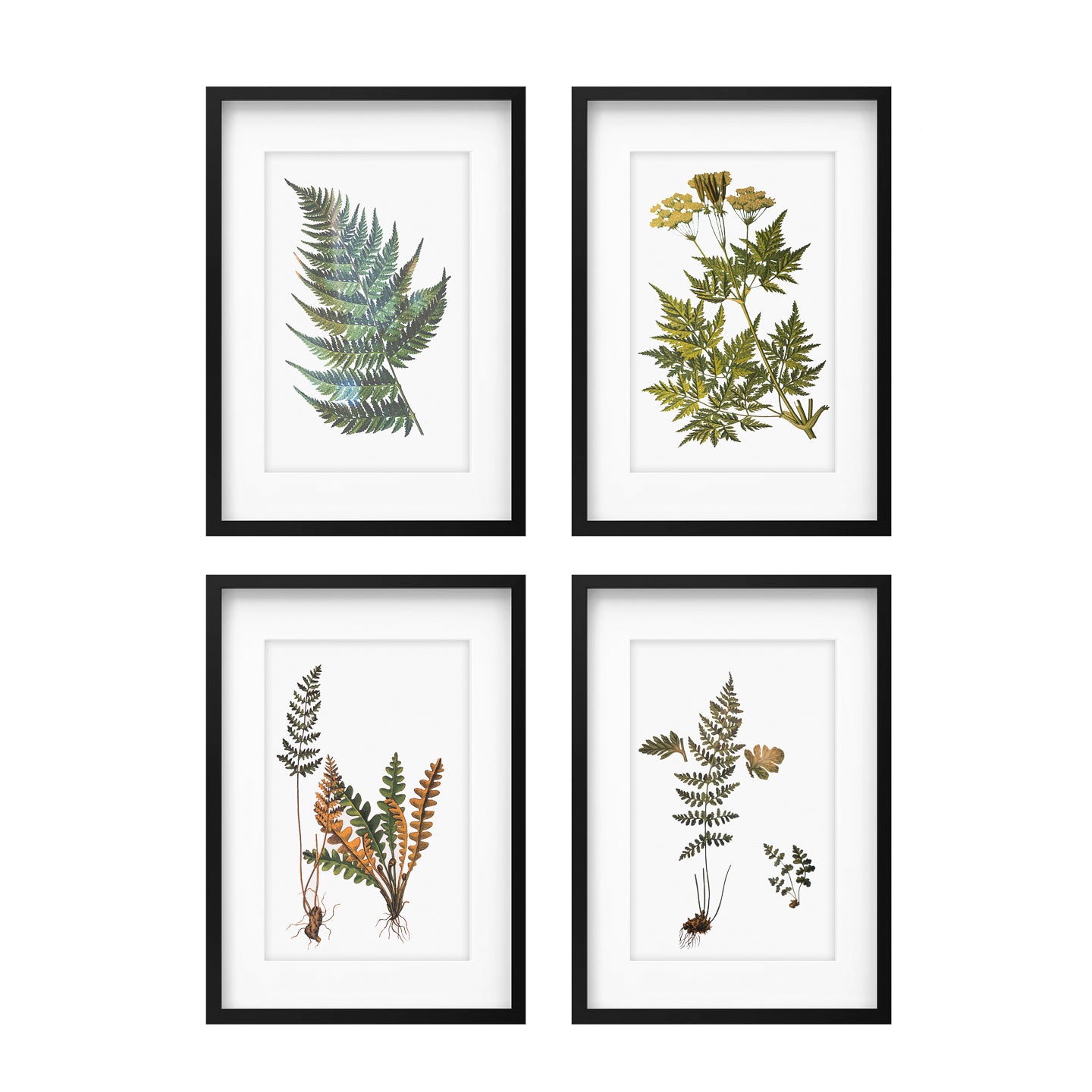 Set of 4 Botanical Art