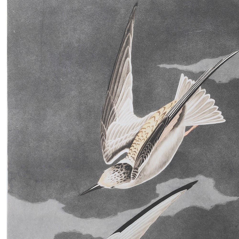 Avian Elegance Wall Art